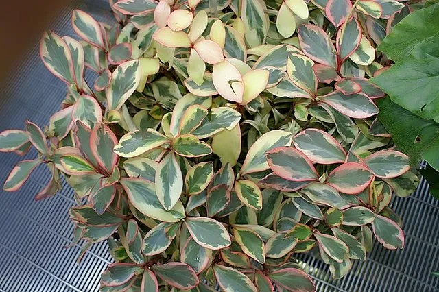 Peperomia clusiifolia no Jardim Botânico dos Estados Unidos