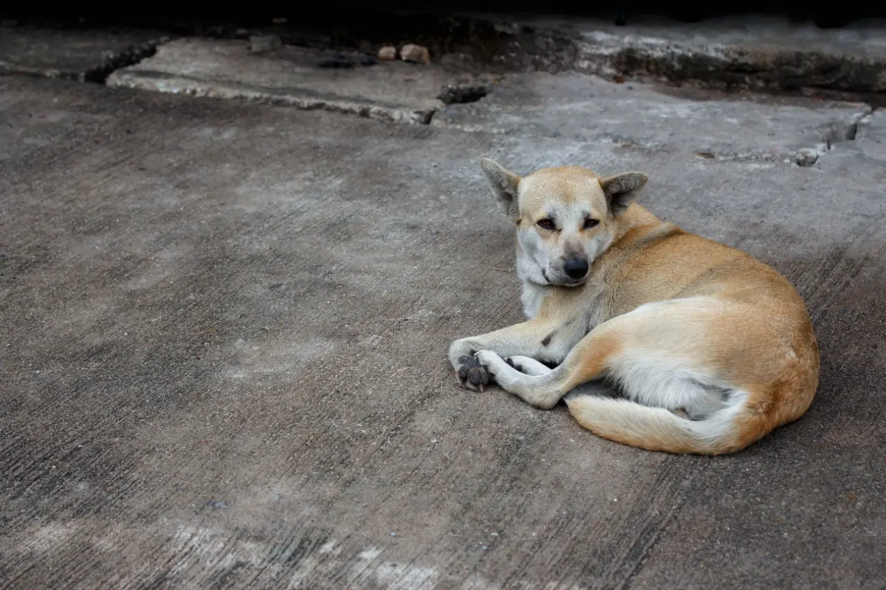 Imagem da notícia: Vira-latas são os cães mais populares no Brasil; confira ranking de raças