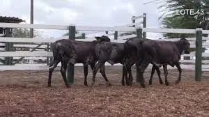 Imagem da notícia: Em Umirim, Ceará tem pecuária de alto padrão genético