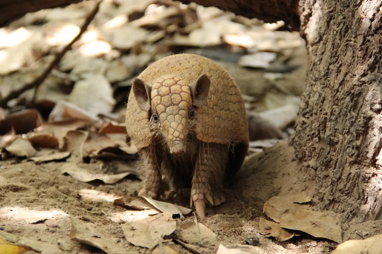 Imagem da notícia: De esquilo a tatu-bola: Ceará tem 8 mamíferos terrestres ‘criticamente em perigo’ de extinção; lista