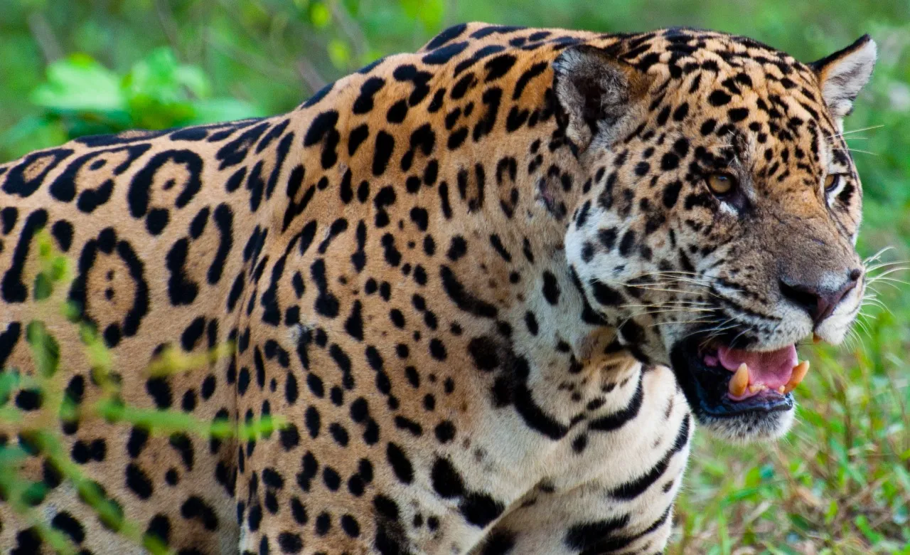 Onça-pintada já pode ser considerada como provavelmente extinta a partir da análise do grupo