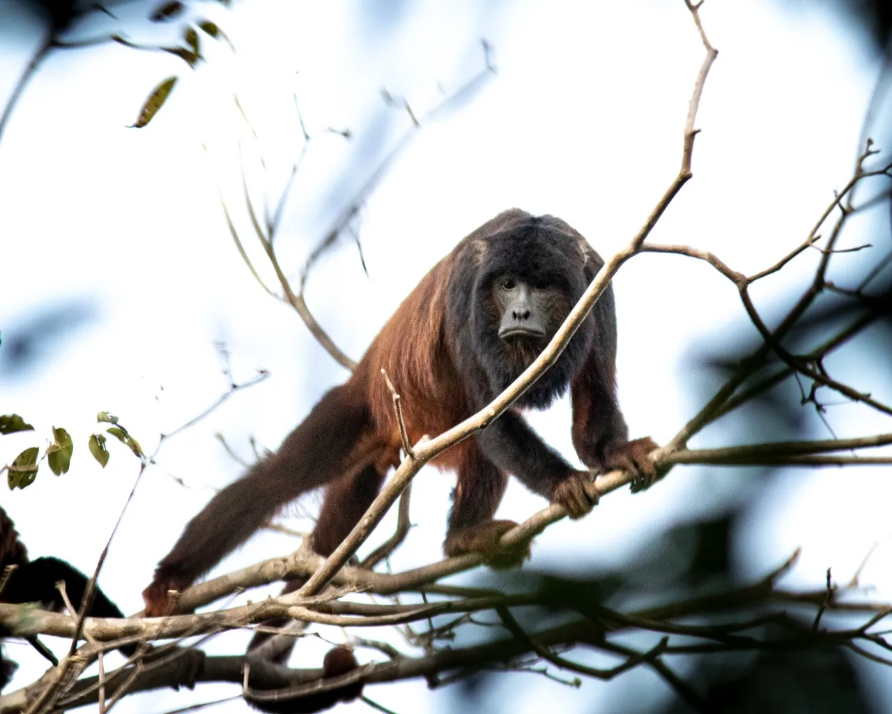 Animais exercem funções importantes para o equilíbrio ambiental e preservação de outras espécies. Registro mostra uma guariba.