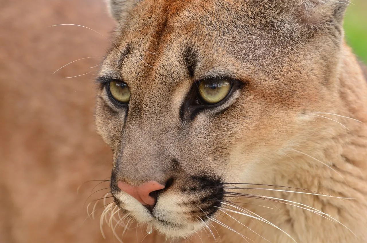 Informações sobre os animais são detalhados em artigos científicos. Registro mostra uma onça-parda.
