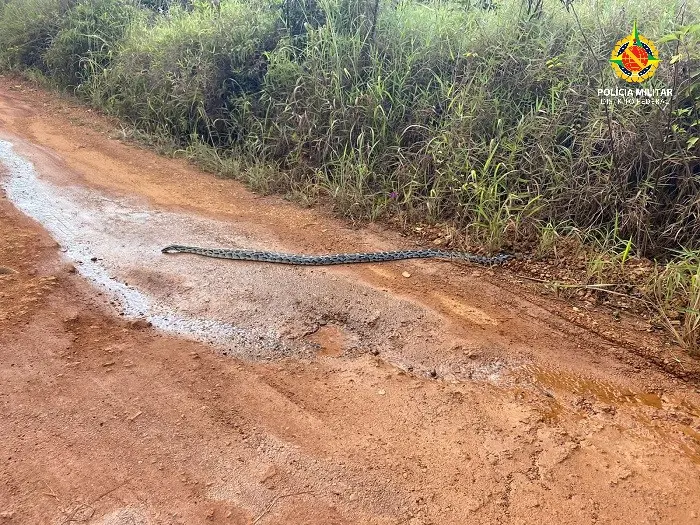 Imagem da notícia: Cobra píton devolvida à natureza por engano é recapturada no DF