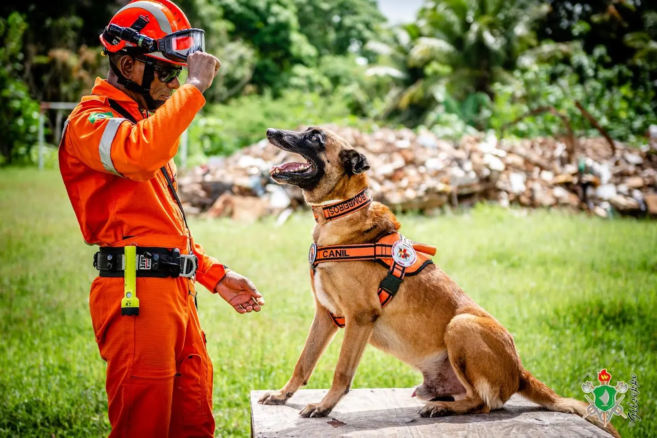 Imagem da notícia: Morre cão dos bombeiros do Ceará que atuou nas buscas por vítimas do Edifício Andrea 