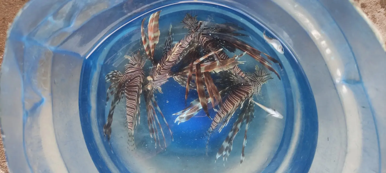 Imagem da notícia: Pesquisadores cearenses lançam aplicativo para monitorar peixe-leão no Brasil; saiba como usar