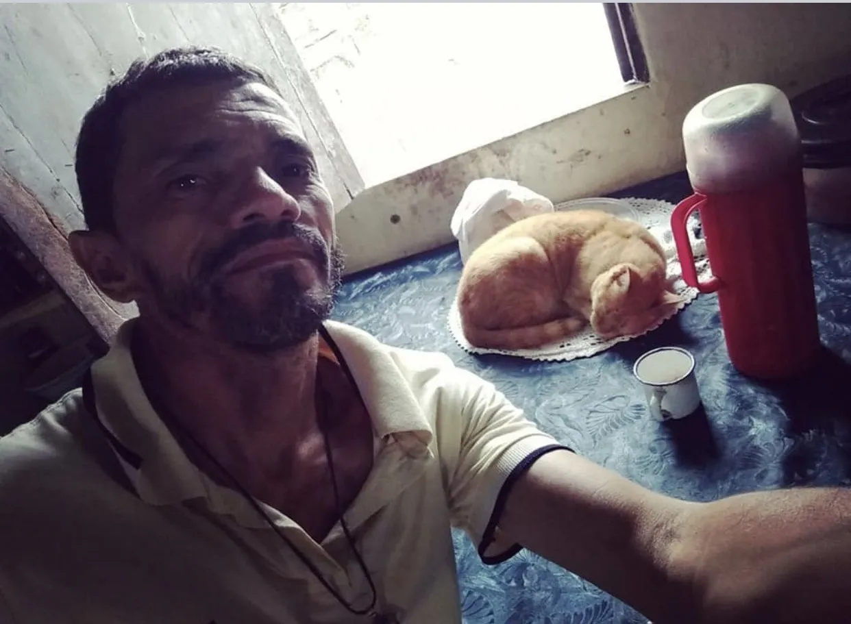 Gato viralizou ao ser comparado a um bolo
