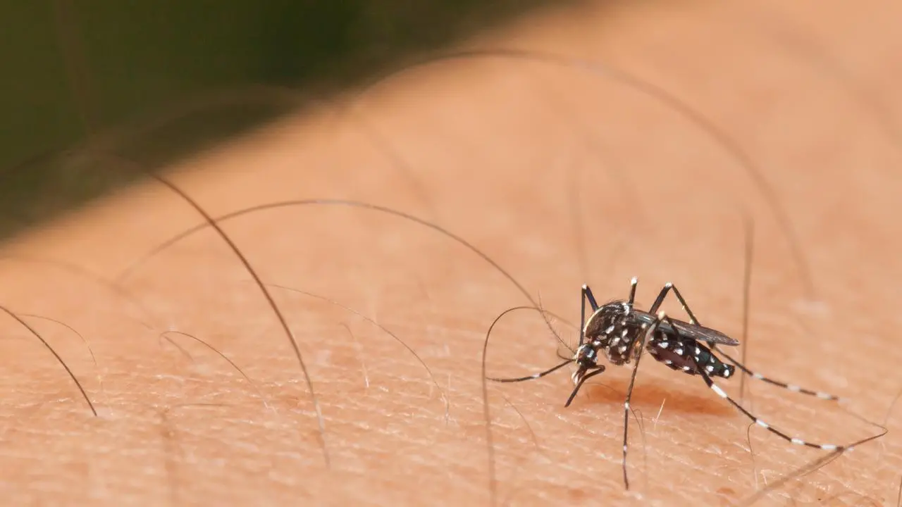 Imagem da notícia: Juazeiro do Norte tem 100 vezes mais casos de Chikungunya em 2022 do que nos últimos 3 anos