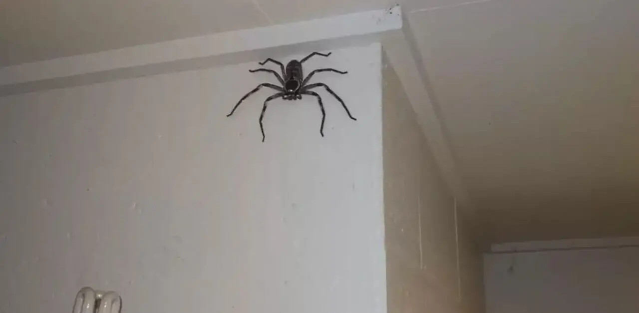Imagem da notícia: Aranha gigante é usada por australiano para se livrar de baratas em casa