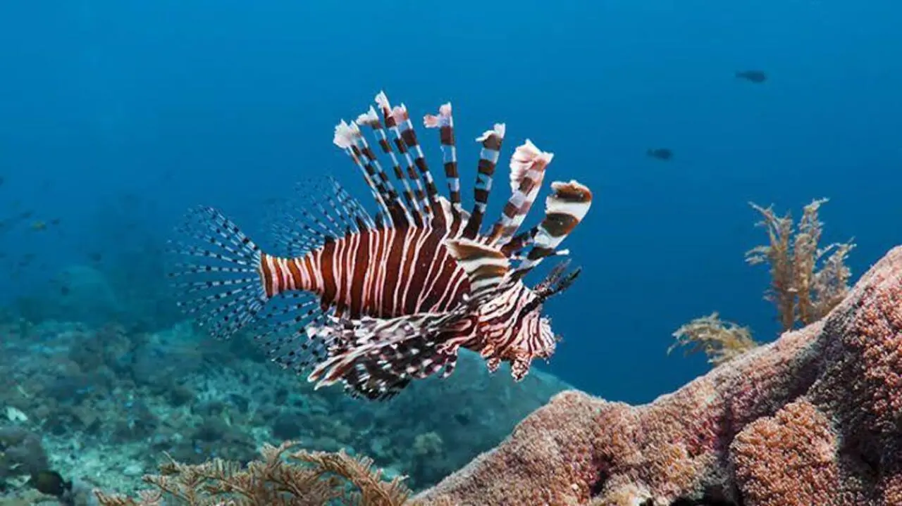 Imagem da notícia: Peixe-leão não apresenta risco para turistas e banhistas no litoral do Ceará, afirma pesquisador