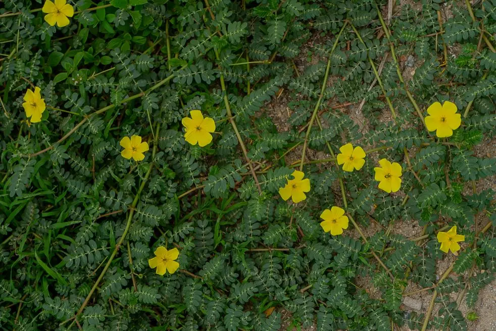 Plantação de Tribulus terrestris