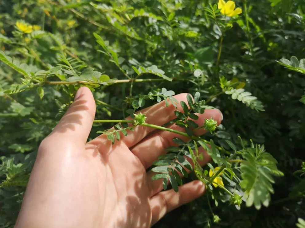 Jardim de Tribulus terrestris