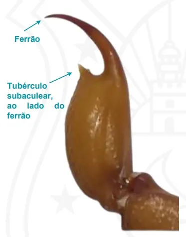 Escorpiões com 