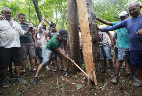 Imagem da notícia: Tradicional Pau da Bandeira é cortado em sítio de Barbalha; veja imagens