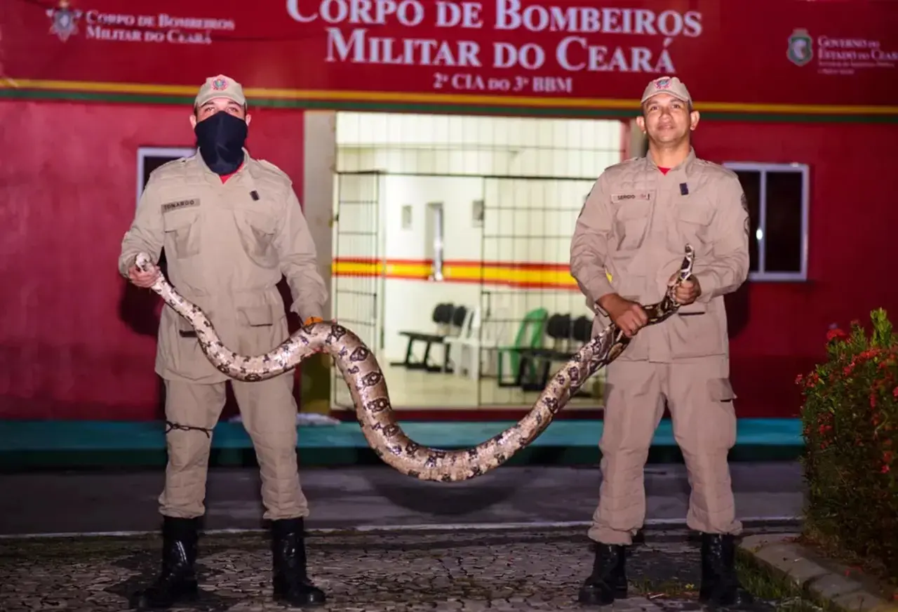 Imagem da notícia: Jiboia de três metros é resgatada por bombeiros após família ser alertada por cadela