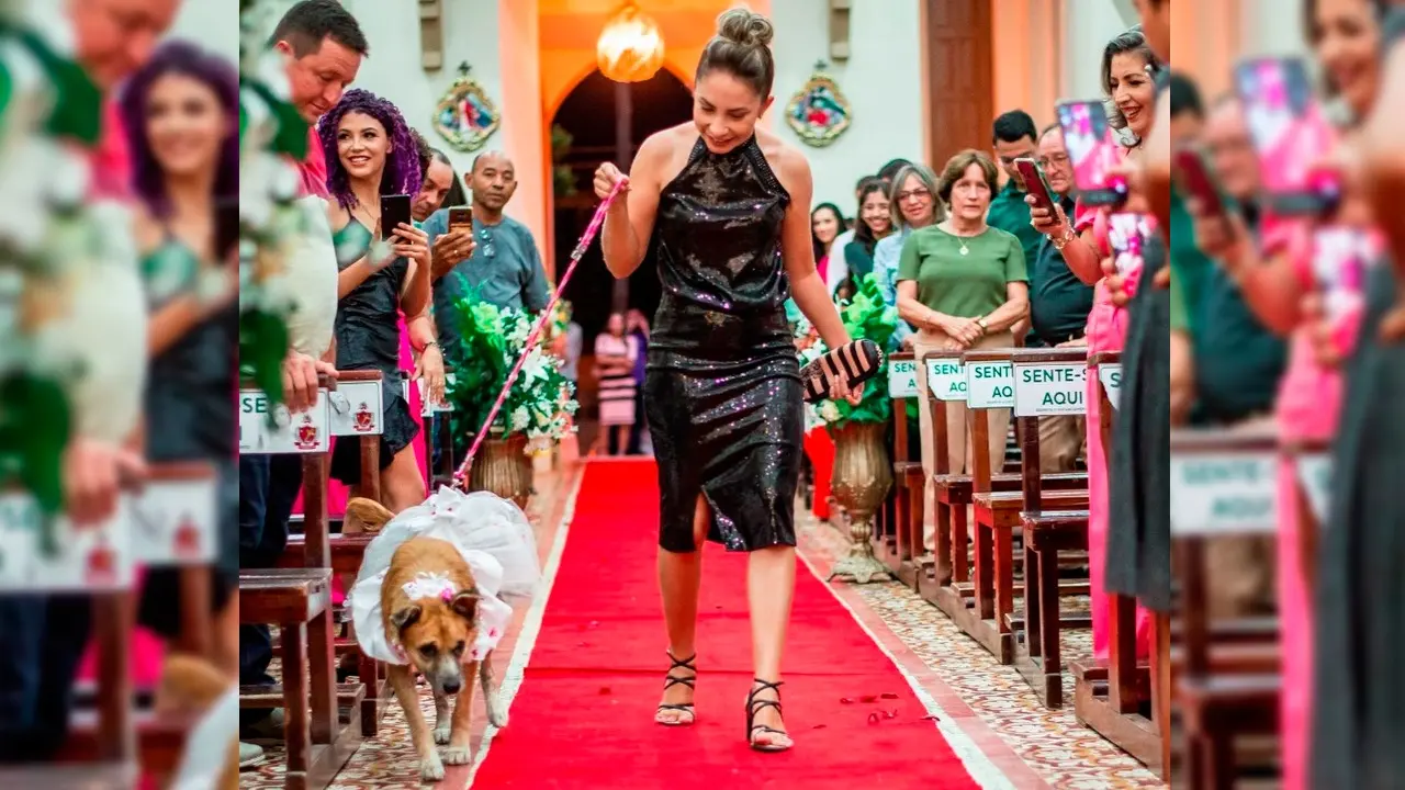 Imagem da notícia: Cachorros entram como pajens em casamento no Ceará e padre se nega a dar bênção a noivos; veja vídeo