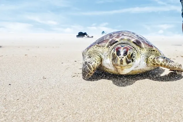 Imagem da notícia: Após atraso de um ano, quarentenário de tartarugas do Ceará deve ser entregue até julho