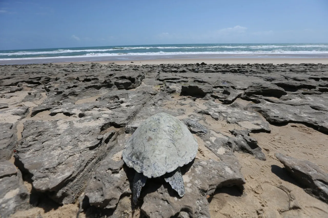 Muitas tartarugas foram encontradas com petróleo cru no estômago