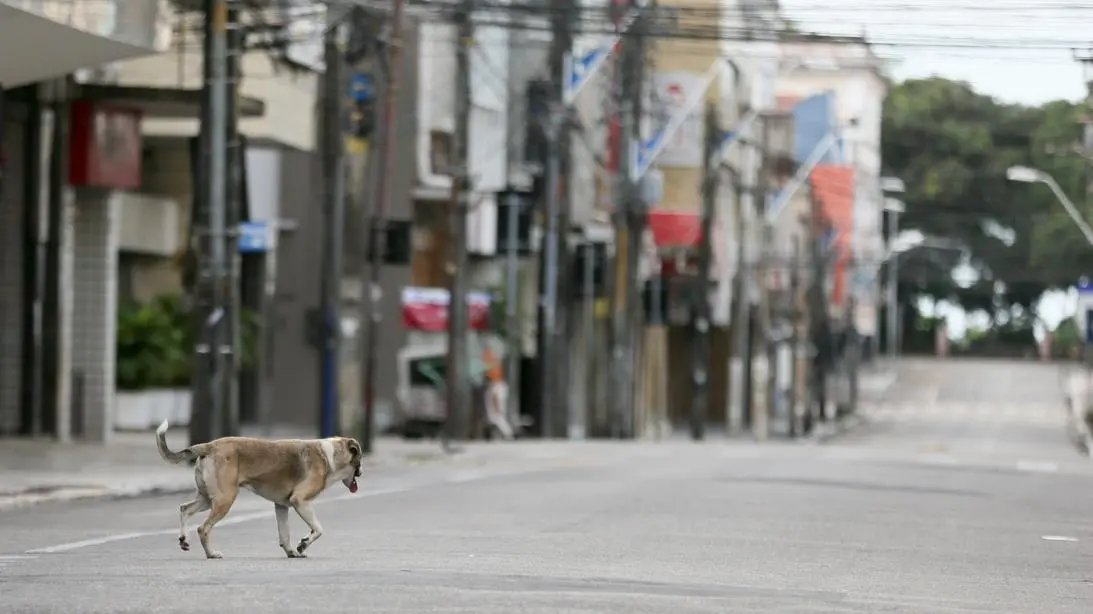 Imagem da notícia: Saiba o que muda nas regras de proteção animal em Fortaleza com novo projeto da Prefeitura