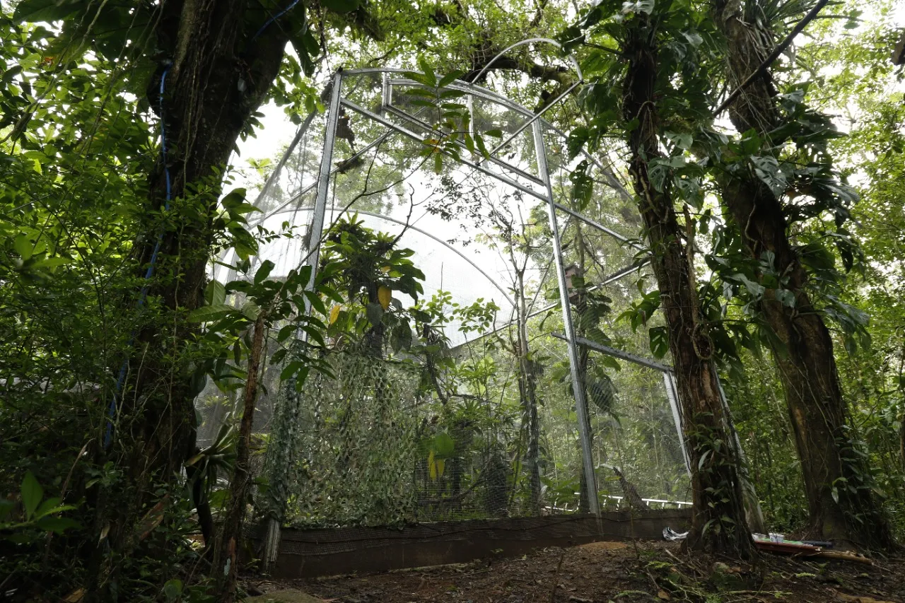 Projeto de refaunação busca devolver espécie extinta na Serra da Aratanha