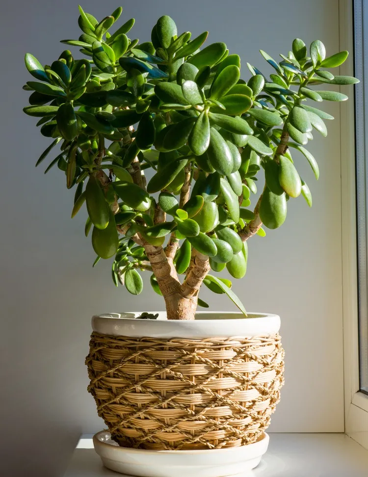 A planta jade pode ser plantada em vasos grandes, se assemelhando a uma árvore.
