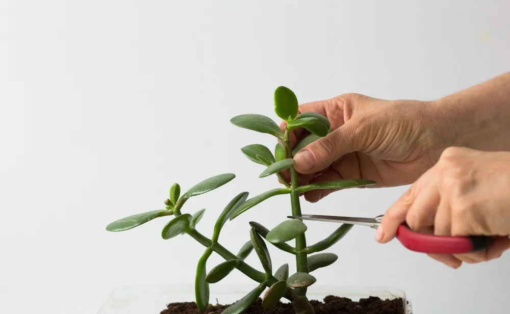 Ideal podar abaixo das folhas, para ter espaço para plantar a estaca no solo.