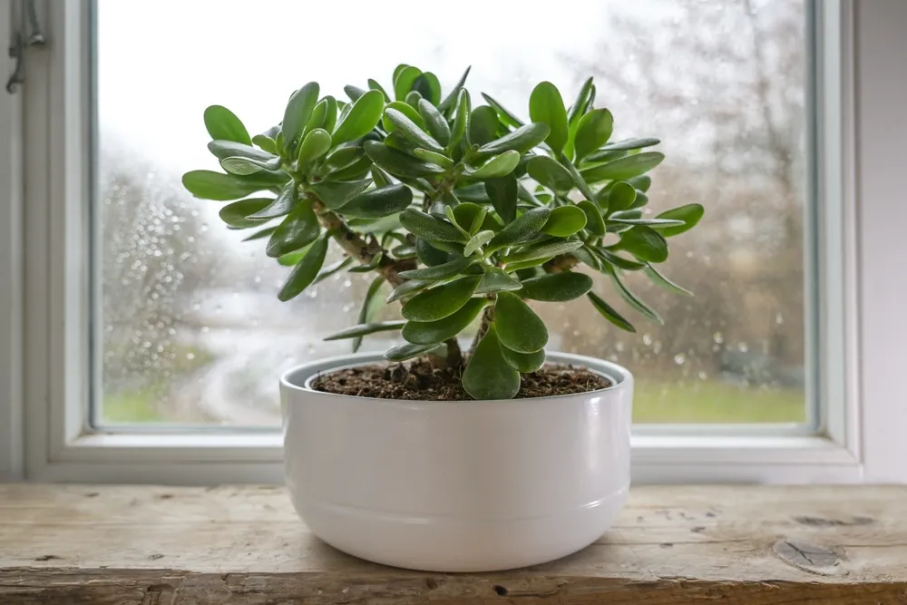 Parapeitos de janela são locais ideais para cultivar plantas jade.