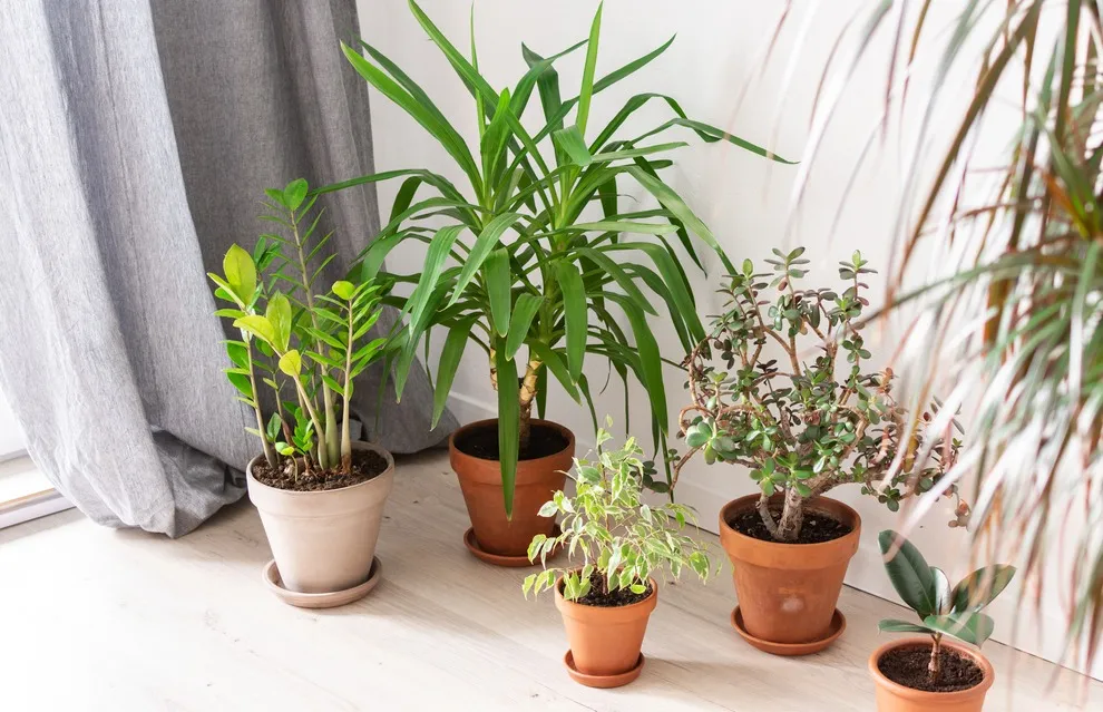 A planta jade também pode ser usada para compor o cenário junto a outras espécies.