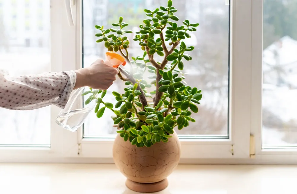 As regas da planta jade são espaçadas.