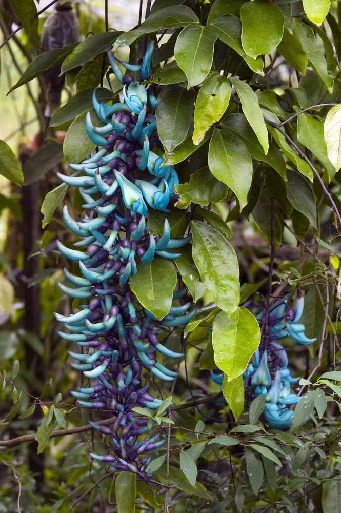 A trepadeira jade é outra espécie de planta.
