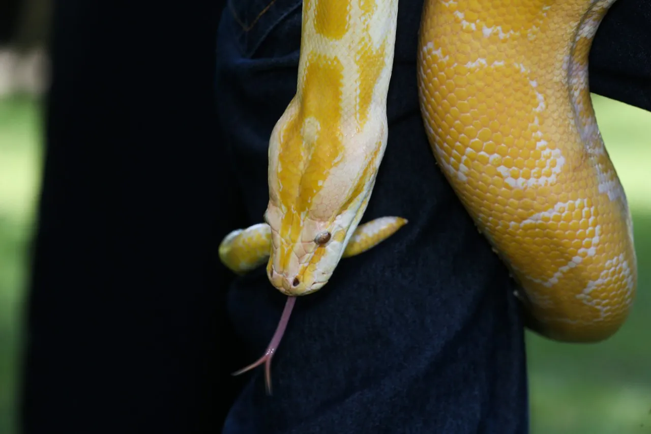 Cobras lideram entre todos os tipos de animais resgatados por bombeiros