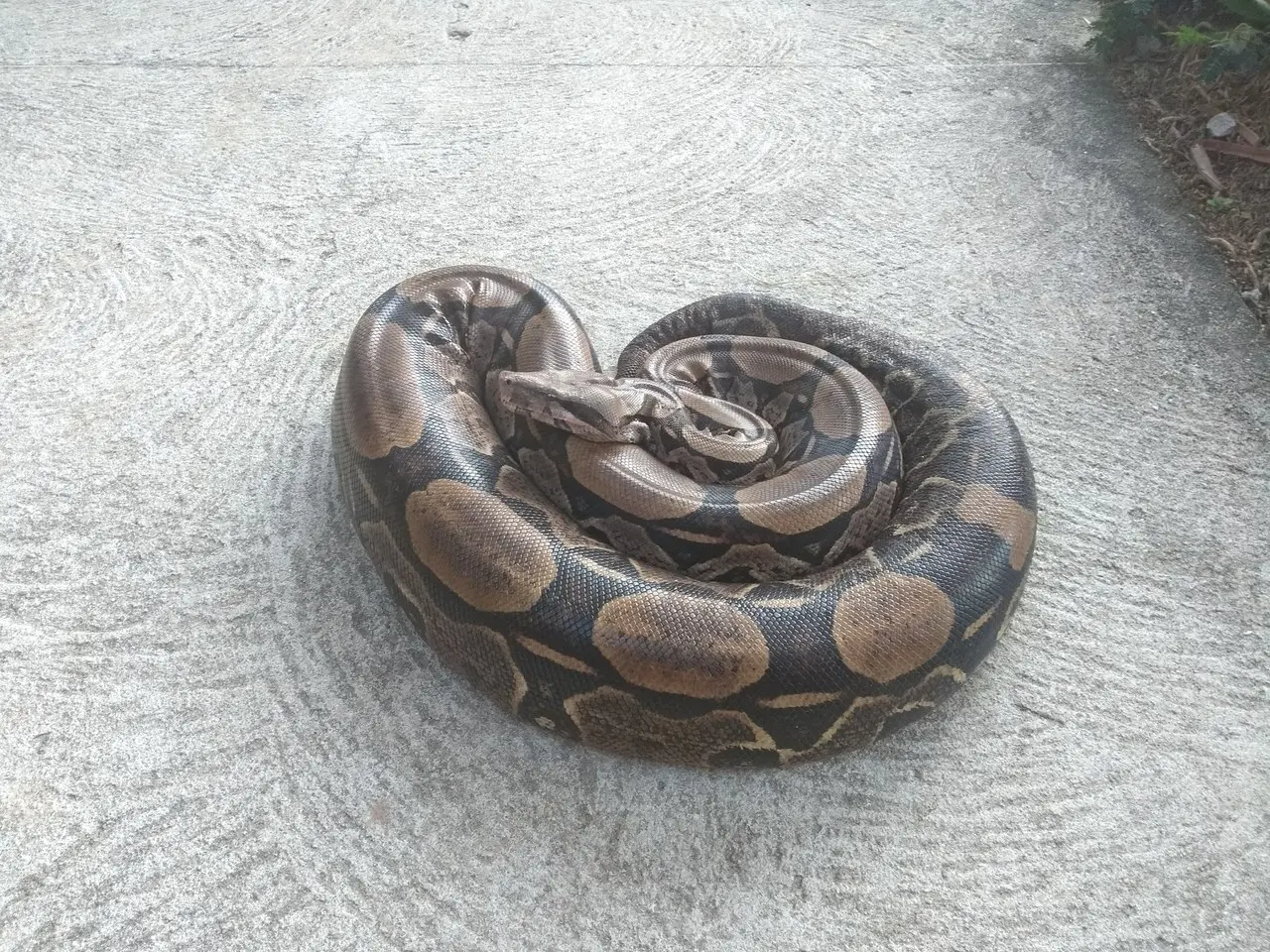 Imagem da notícia: Cobra que mama em gente, anaconda no CE, salamanta mortal: o que é mito ou realidade sobre serpentes