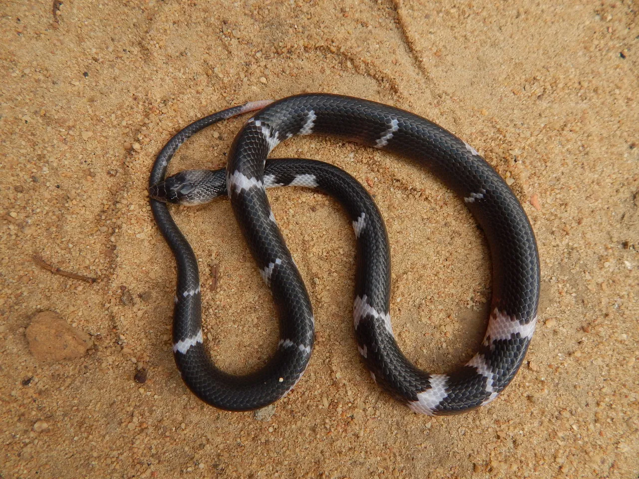 Manchas brancas são atribuídas à quantidade de leite ingerido pela cobra, mas isso não faz sentido científico
