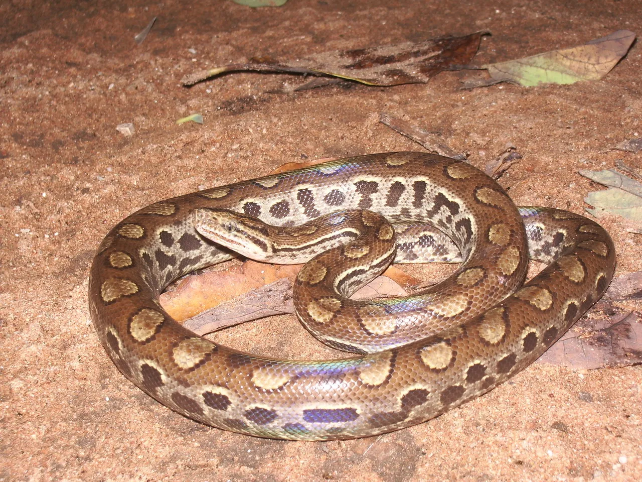 Manchas no corpo da cobra lembram o formato do número oito