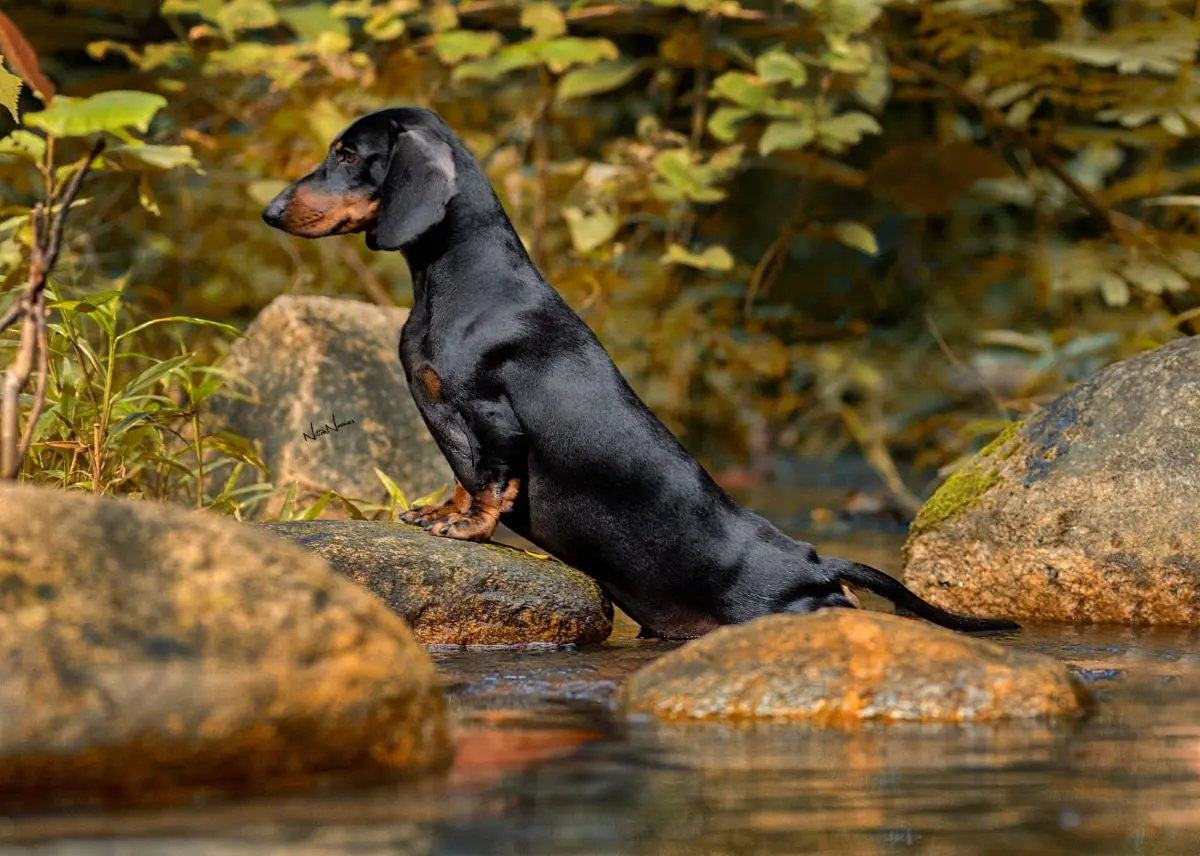 Imagem da notícia: Dachshund: saiba tudo sobre a raça do cachorro salsicha 