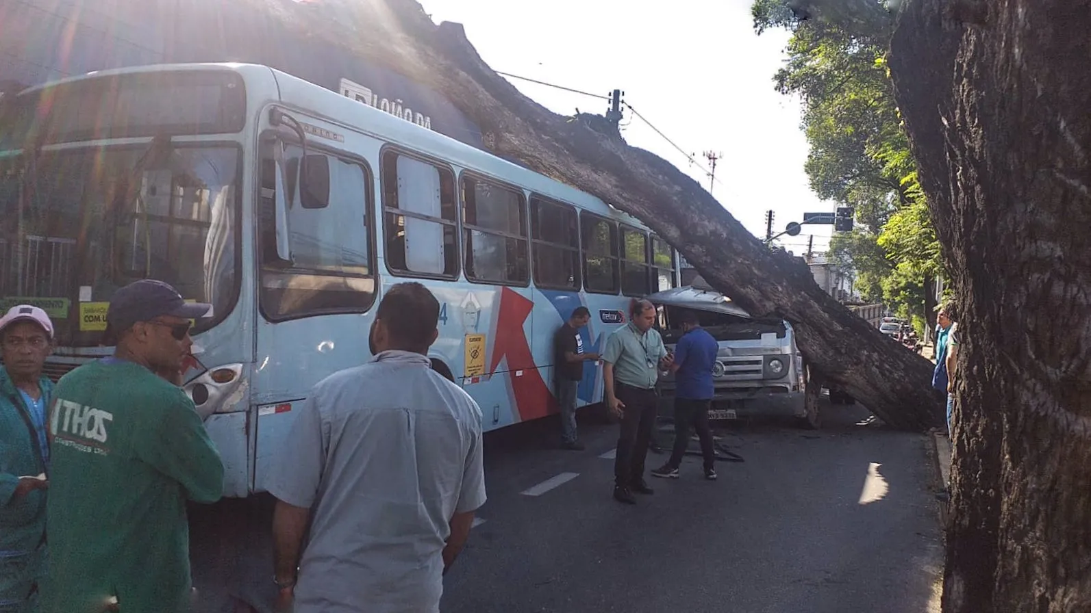Árvore esmaga cabine de caminhão que estava parado no semáforo
