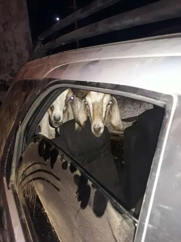 Imagem da notícia: Homem é preso por furtar cabras e ovelhas em Maranguape; animais foram recuperados