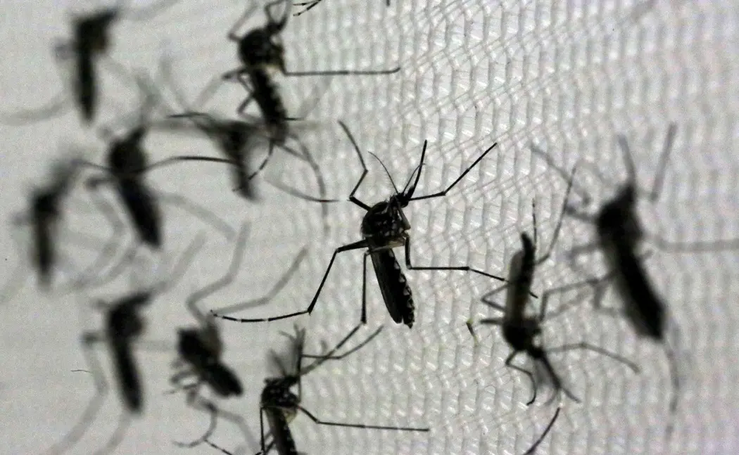 Imagem da notícia: Quem já teve chikungunya pode pegar a doença de novo?