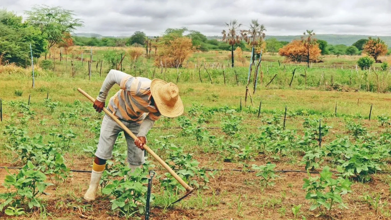 O monitoramento diário das chuvas é de grande importância para que o agricultor saiba o momento correto do plantio