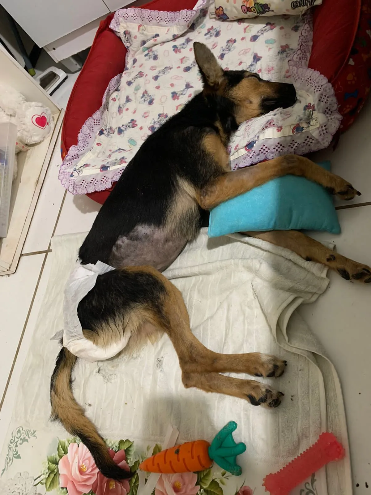 Cadela foi ferida na ação dos criminosos dentro do lar