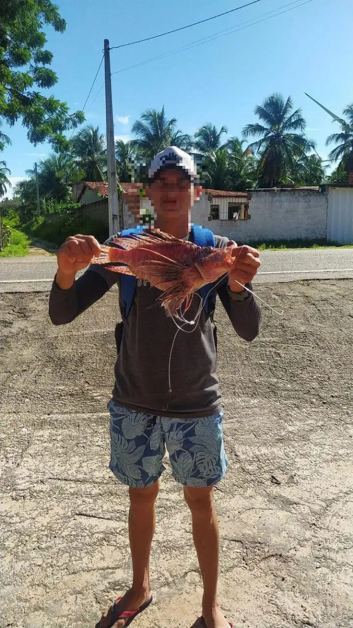Imagem da notícia: Peixe-leão é encontrado em primeiro estuário de rio do Brasil no litoral do Ceará