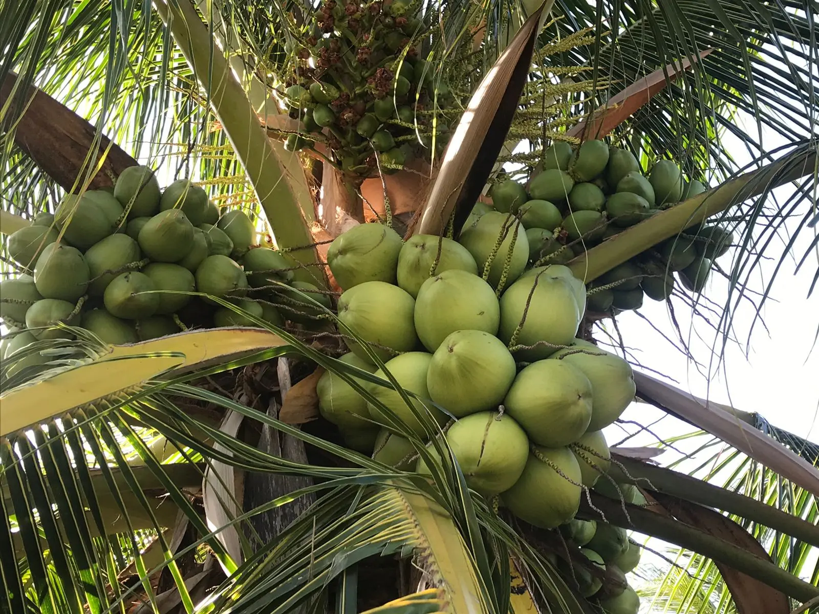Imagem da notícia: Acaraú vai exportar manga e água de coco para Europa
