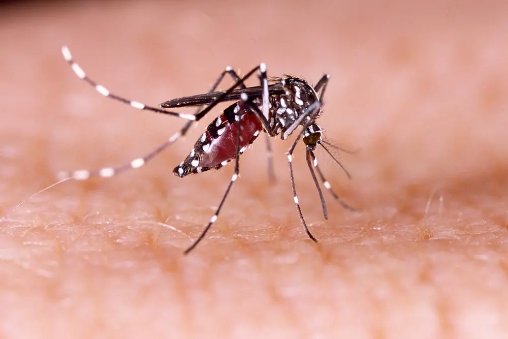 Imagem da notícia: Notificações de casos suspeitos de dengue e chikungunya crescem 264,8% no Ceará