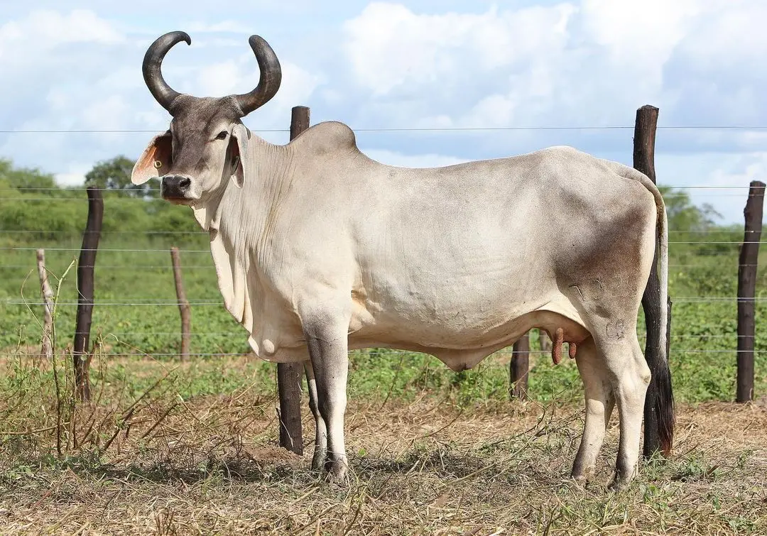 Imagem da notícia: Esperança Agro promove leilão de Guzerá e Guzolando