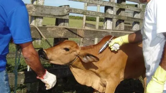 Imagem da notícia: Faec quer Ceará livre da Febre Aftosa sem vacinação