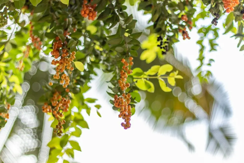 Frutos da gabiroba