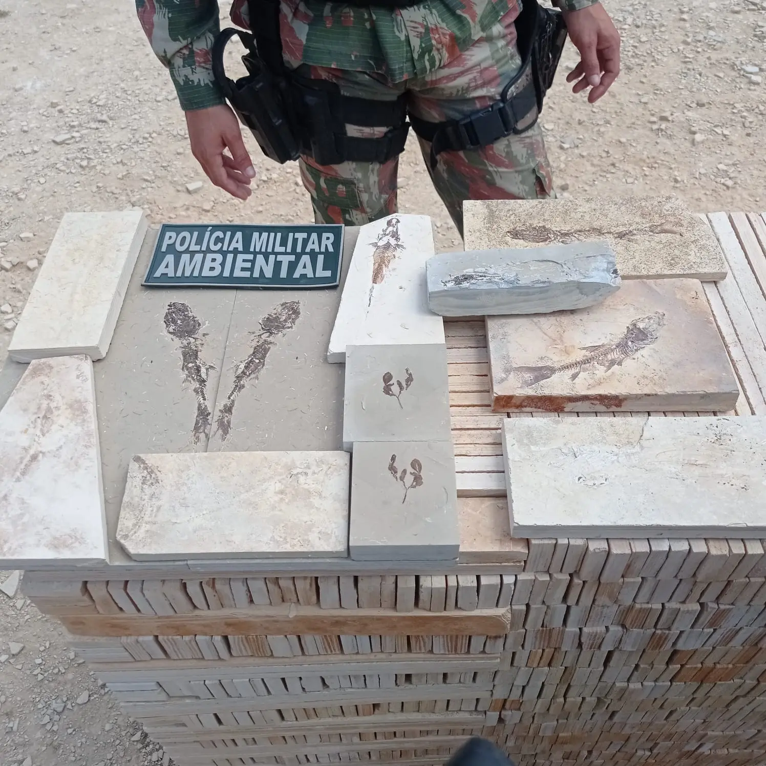 Imagem da notícia: Fósseis encontrados em pedreira são entregues ao Museu de Paleontologia do Cariri
