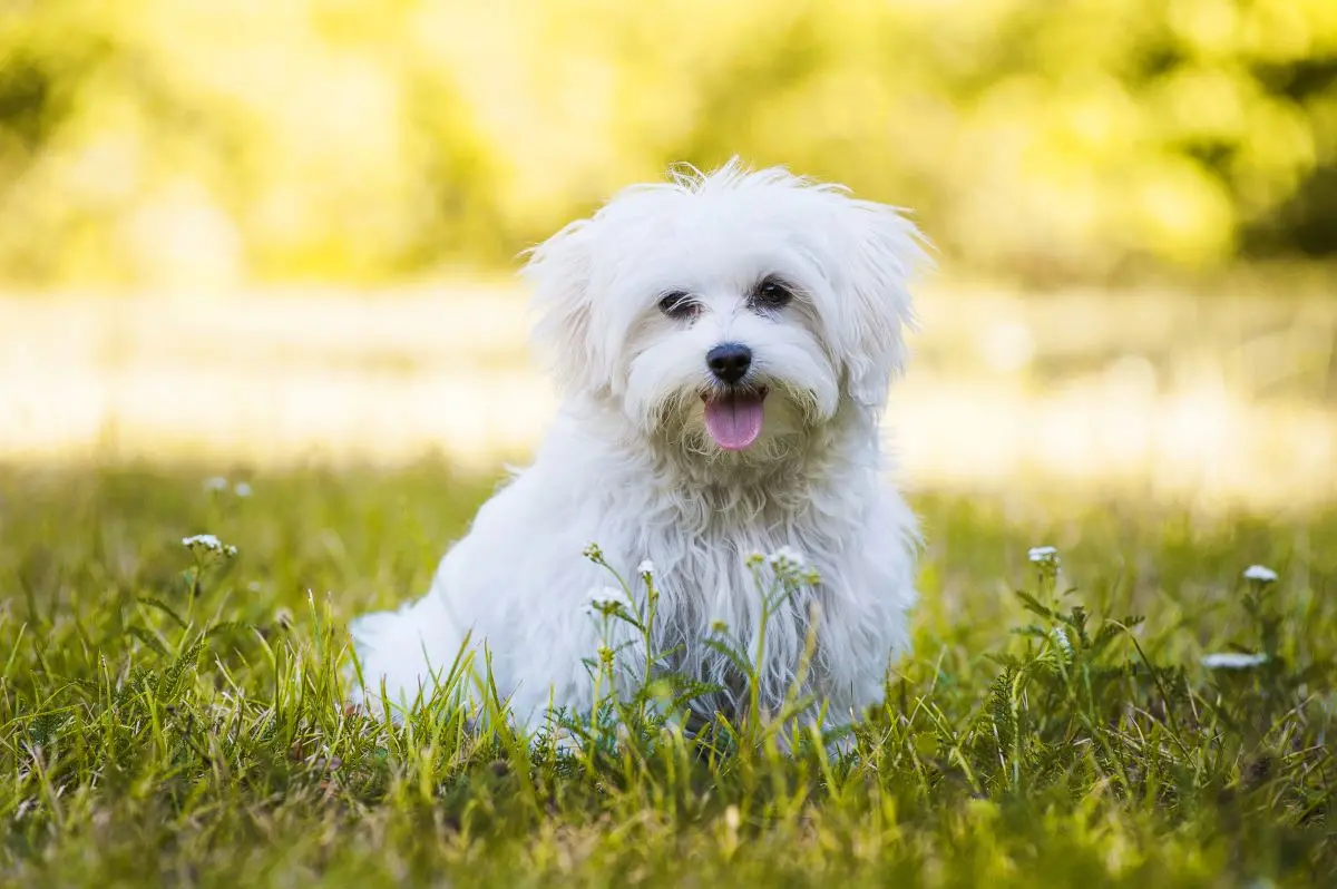 Imagem da notícia: Maltês: saiba mais sobre a raça de cachorro 