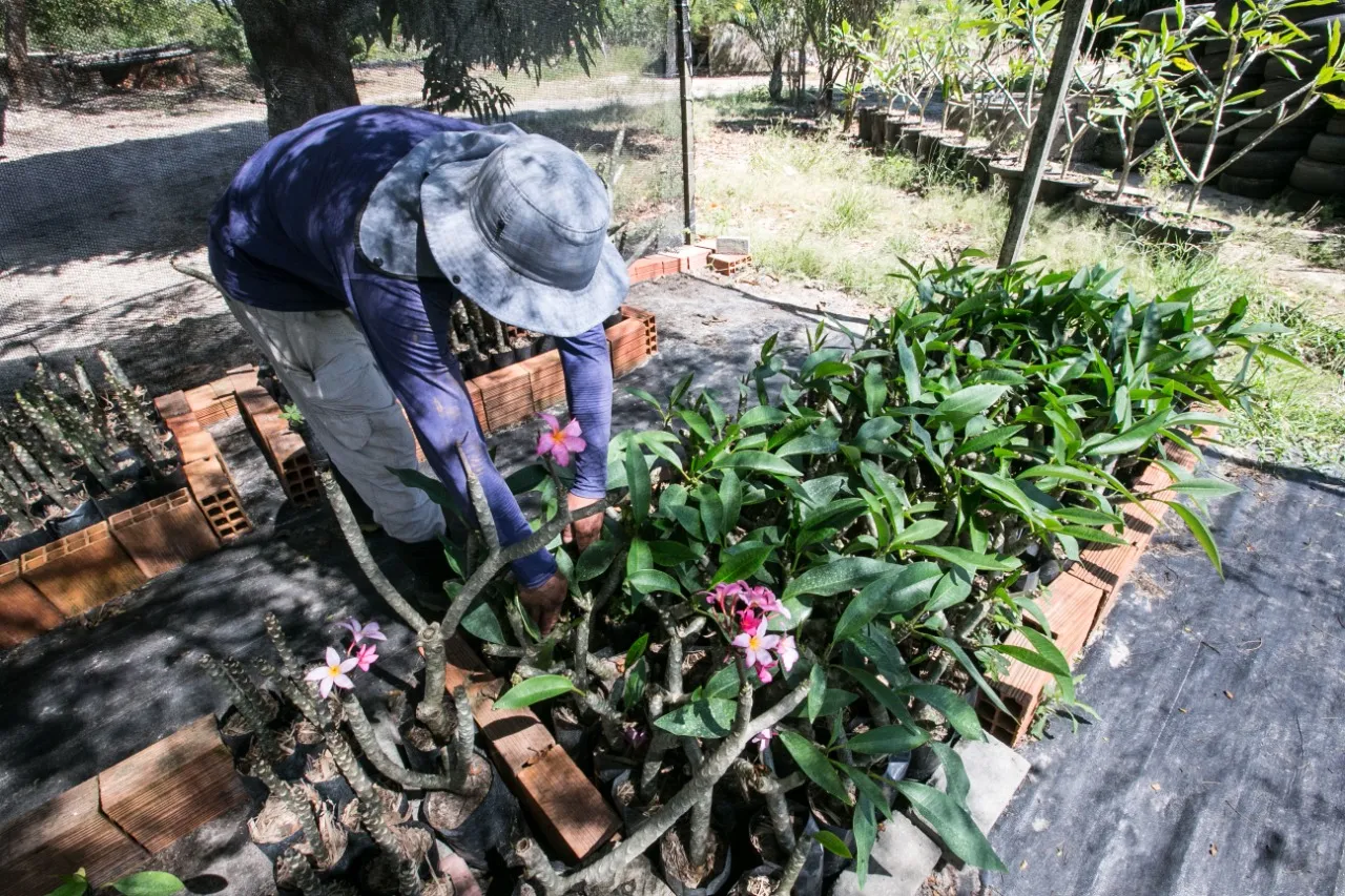 Cultivo de Plumérias em fazenda de Aquiraz, na Região Metropolitana de Fortaleza. Produto é exportado uma vez a cada quinze dias