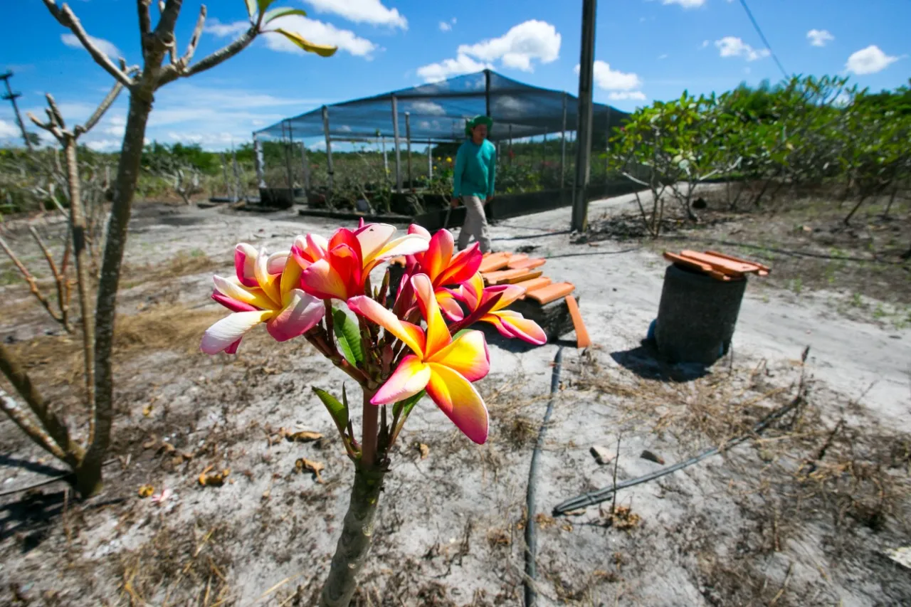 Flor chama a atenção por sua mistura de cores tropicais. Cerca de 3 hectáres da propriedade em Aquiraz é ocupada pela plantação de Plumérias